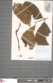 Image result for Mostuea brunonis