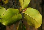 Image result for Diospyros kirkii