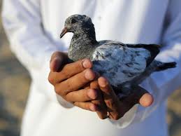 Beberapa merpati bahkan ada yang diberi pelatihan dalam melakukan beberapa pekerjaan sebagai pembawa pesan. Waspadai 5 Jenis Penyakit Yang Berasal Dari Burung Ini Health Liputan6 Com