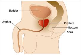 This small gland usually the size of a walnut, is part of the male reproductive system. Prostate Cancer Health Wellbeing