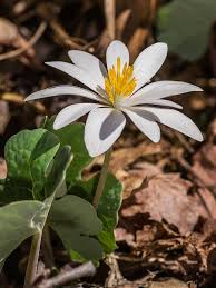 Bloodroot Plants Plant Sale Shade Plants