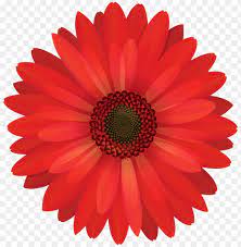 Gerbera Ruby Red Flower Emoji Best Flower Wallpaper