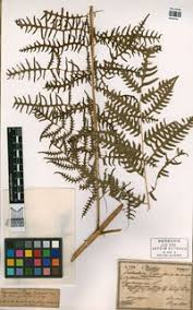Image result for Pteris tripartita