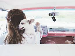 Top 15 Dog Friendly Hotels In Las Vegas 2020 Boutique Travel Blog Dog Friendly Hotels Dog Friends Pet Friendly Resort