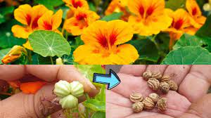 Better lives website is giving away free nasturtium seeds to any schools, rhs affiliated societies or a community gardening group. How To Collect Nasturtium Seeds For Next Winter Collecting Seeds Of Nasturtium Fun Gardening Youtube
