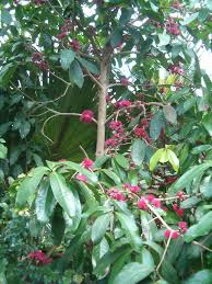 Image result for Syzygium niassense