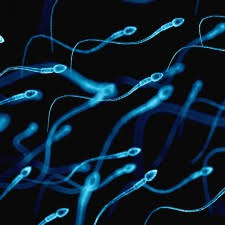 C'est la méthode essure qui se réalise par injection d'un minuscule implant dans les deux trompes par des voies naturelles. Ligature Des Trompes Une Contraception Definitive Gyn Co