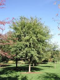 Image result for Ulmus parvifolia