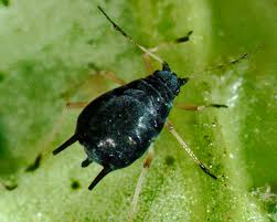 Aphis (Toxoptera) citricidus (Brown citrus aphid) identification, images,  ecology, control