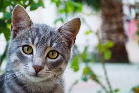 We did not find results for: Hukum Liur Dan Bulu Kucing Najiskah