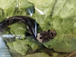 Snake is any of the numerous elongate, limbless, scaled, carnivorous reptiles comprising the suborder serpentes (or ophidia) of the order squamata. Ygeywe8gwvpt M
