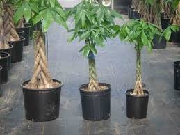 Healthy pachira aquatica money tree indoor plant with triple braided stem extra leafy & luscious! Money Tree Plant Cambodiaplants