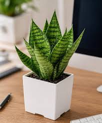 Snake plant in a minimal pot