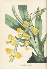 Image result for Eulophia streptopetala