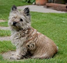 Bred to hunt, kill vermin and to guard their families home or barn; Sandy Cairn Terrier Cairn Terrier Terrier Dog Breeds Terrier