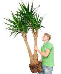 Yucca Verzorging Tips Informatie 123planten Nl