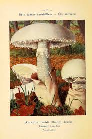 Planches Champignons Planches Champignons Amanita Ovoidea Amanite Ovoide Oronge Blanche Comestible Gr Champignon Dessin Art De Champignons Les Arts