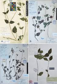 Image result for Blainvillea gayana