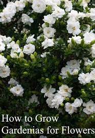 How To Grow Gardenias For Flowers Gardenia Gardenia Jasminoides J Ellis Is A Quintessential Southern Ornam Gardenia Plant Growing Gardenias Gardenia Trees