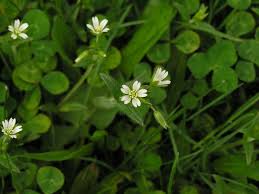 Image result for Cerastium indicum