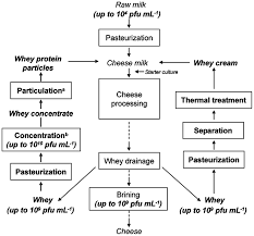 Flow Chart Of A Cheese Making Process In Which Concentrated