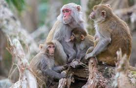 Family Of Rhesus Macaque Monkeys Monkey Rhesus Macaque Animals Beautiful