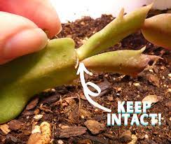 Accordingly, the question is how do you start a christmas cactus from a cutting? 3 Easy Ways To Propagate Christmas Cactus The Girl With A Shovel