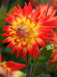 The pink or red flowers appear at the end of this plant's stems during the summertime. Cactus Dahlia Karma Bon Bini Amazing Flowers Beautiful Flowers Dahlia
