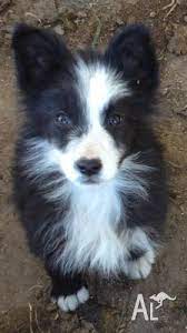 To learn more about each adoptable border collie, click on the i icon for fast facts. Border Collie X Kelpie Puppies For Sale In The Rocks New South Wales Classified Australialisted Com