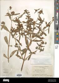 Image result for Flaveria bidentis