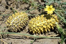 Image result for Acanthosicyos naudinianus