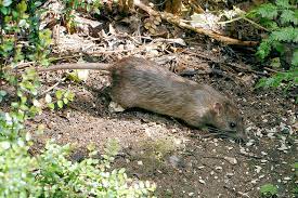 Although sonic pest deterrents are commercially available, scientific studies have concluded that not enough is known about how pest species process sound for these to be effective. Tips For Keeping Rats Out Of Home And Garden Oregon State University