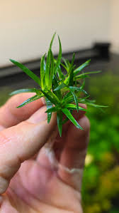 Image result for Eriocaulon truncatum