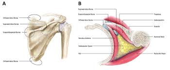 • remember your shoulder blade is half of your shoulder joint. A Illustration Of A Posterior Right Scapula Demonstrating The Download Scientific Diagram