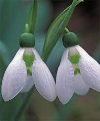 Galanthus Elwesii Galanthus Best Of The Rest Fall 2013 Flower Bulbs Bulb Flowers Garden Bulbs Dragon Garden