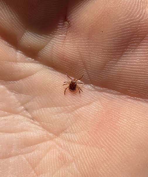 Lone star tick | Description, Range, Life Cycle, Disease, Meat Allergy, & Facts | Britannica