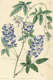 Image result for Hardenbergia comptoniana