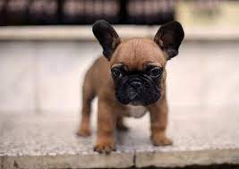 French bulldogs are prone to birth defects if one does not know how to breed them. How Much Do French Bulldog Costs Frenchie Shop