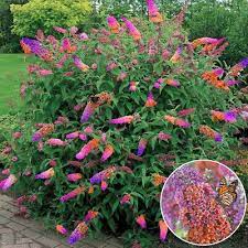 Risitar Garden Rare 200pcs Buddleja Davidii Black Knight Butterfly Bush Flower Seeds Easy To Grow Exotic Flower Seeds Hardy Perennial Garden Buy Online In Greece At Desertcart Gr Productid 209371058