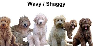 Labradoodle Coat Types Curly Wavy Shaggy And Straight Fur Goldendoodle Types Of Coats Labradoodle Haircut