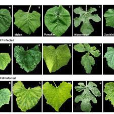 Jul 21, 2021 · spacing zucchini. Symptom Expressions Of The Agro Inoculated Cucumber F K Melon G L Download Scientific Diagram