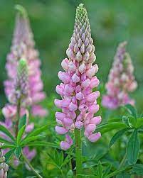 Pin On Lupine Flowers