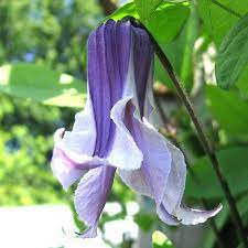 Clematises have beautiful seed heads, the part that remains on the plant after the petals fall away. Bell Shaped Clematis Google Search Clematis Clematis Flower Flowering Vines