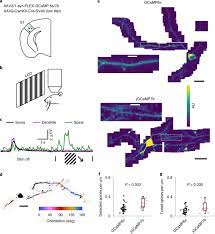 Flexibility can help you to respond to unexpected changes quickly, calmly and efficiently. High Performance Calcium Sensors For Imaging Activity In Neuronal Populations And Microcompartments Nature Methods
