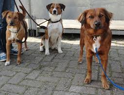Maggie is te oud om nog meer pups te krijgen. Foto S Oostenrijksepinscher Eu