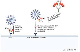 Image result for Infectivity