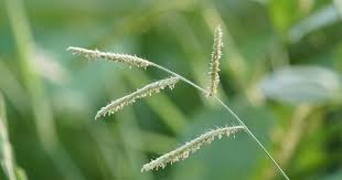 Image result for Paspalum