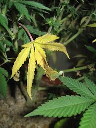 How To Fix Cannabis Nitrogen Deficiency N Pics Symptoms