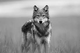 Black And White Wolf Pictures Pin By Shelbyjean Landry On Animals Both Big And Small Majestic Animals Animals Animals Wild