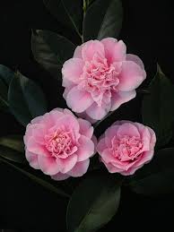 Poyntons Nursery And Garden Centre Plants Camellias Beautiful Flowers Beautiful Pink Flowers Amazing Flowers
